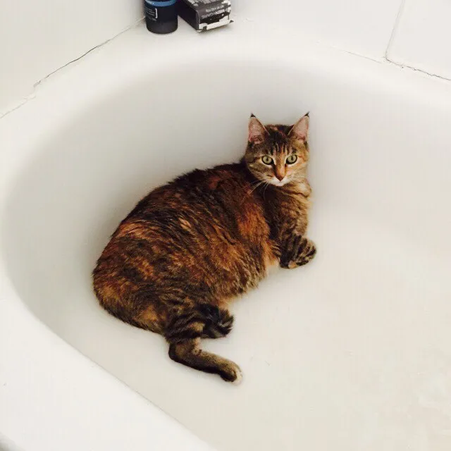 A striped brown and black cat sits in a white, curved basin, facing the viewer, with smooth white surfaces dominating the foreground and dark objects visible in the upper background.