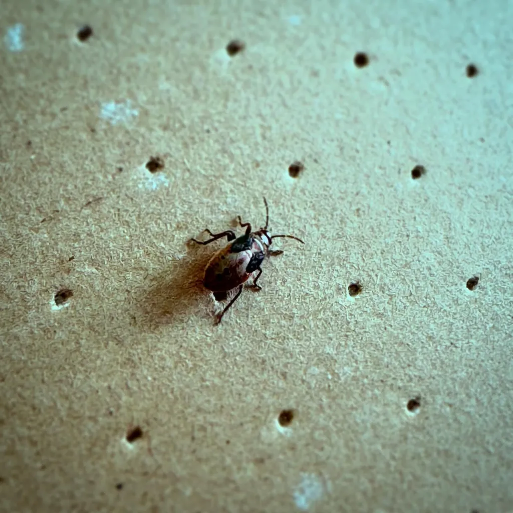A dark insect rests on a light tan, textured surface covered in numerous small, circular perforations.