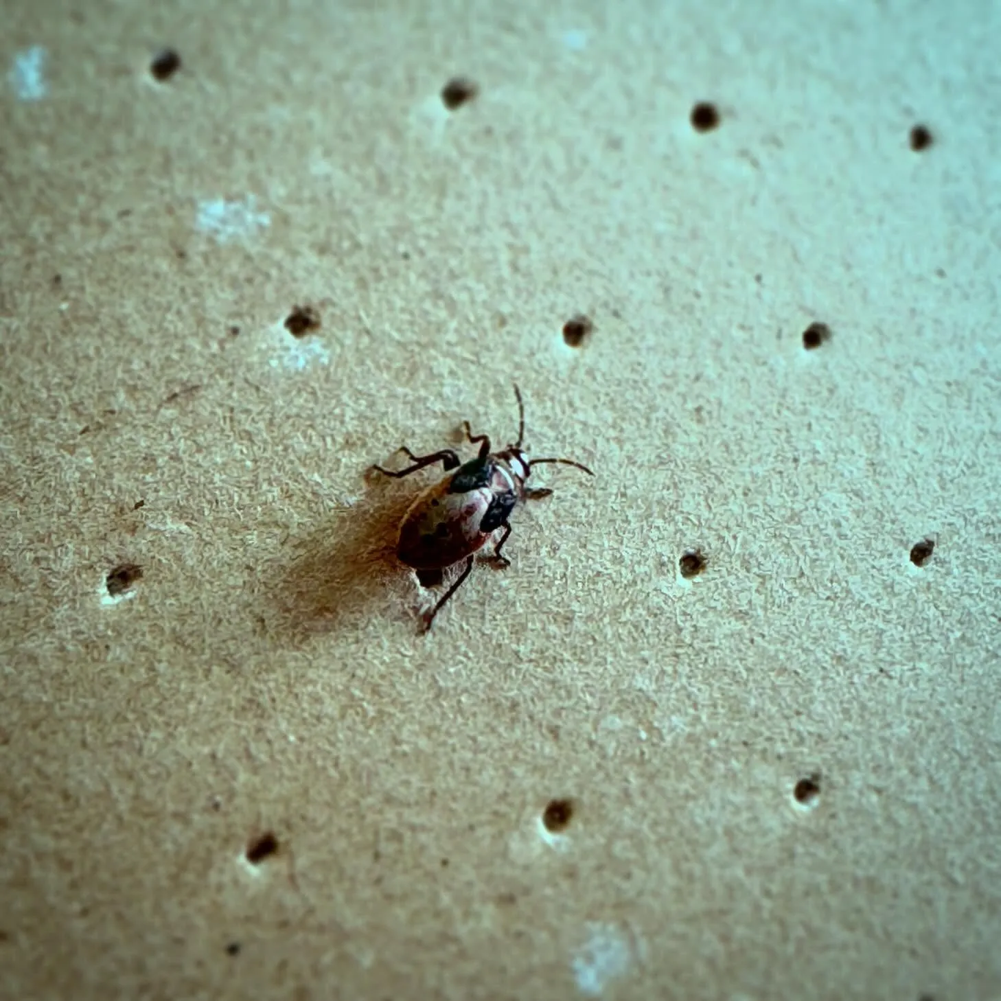 A dark insect rests on a light tan, textured surface covered in numerous small, circular perforations.