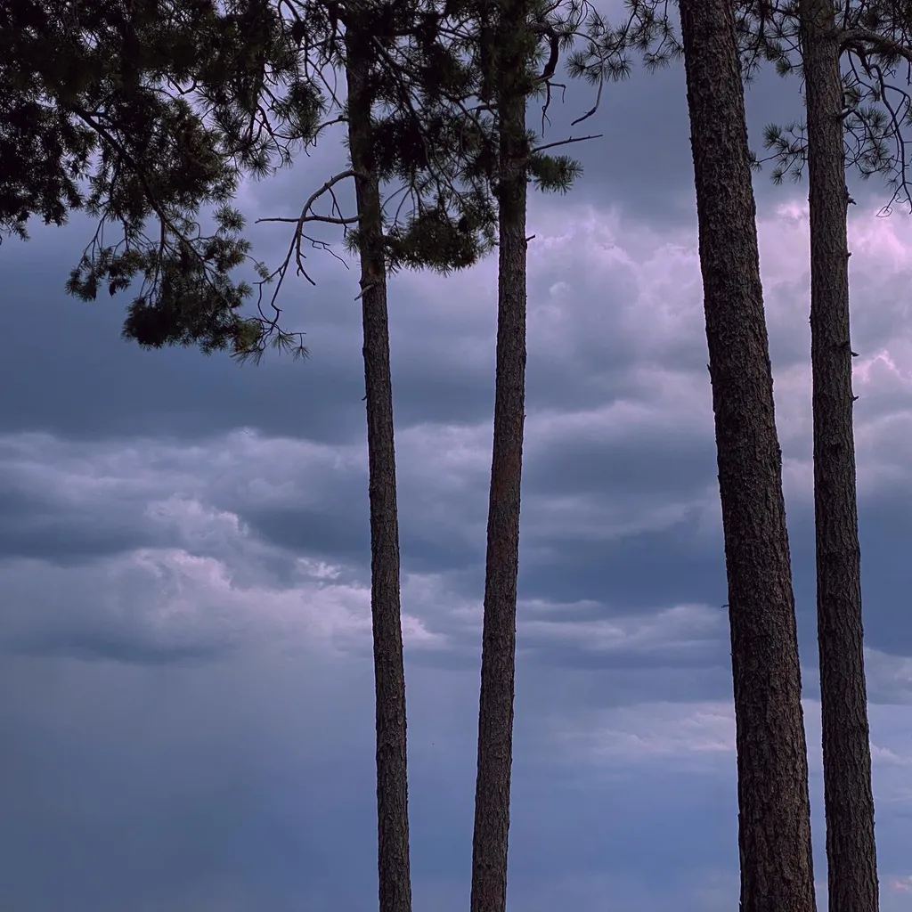 Several vertical, dark tree trunks dominate the foreground against a stormy sky of layered grays and blues, framed by dark pine needles in the upper left.