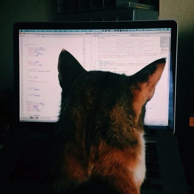 A reddish-brown, furry back rests above a glowing laptop screen displaying dense, light-colored lines of code text against a dark background.