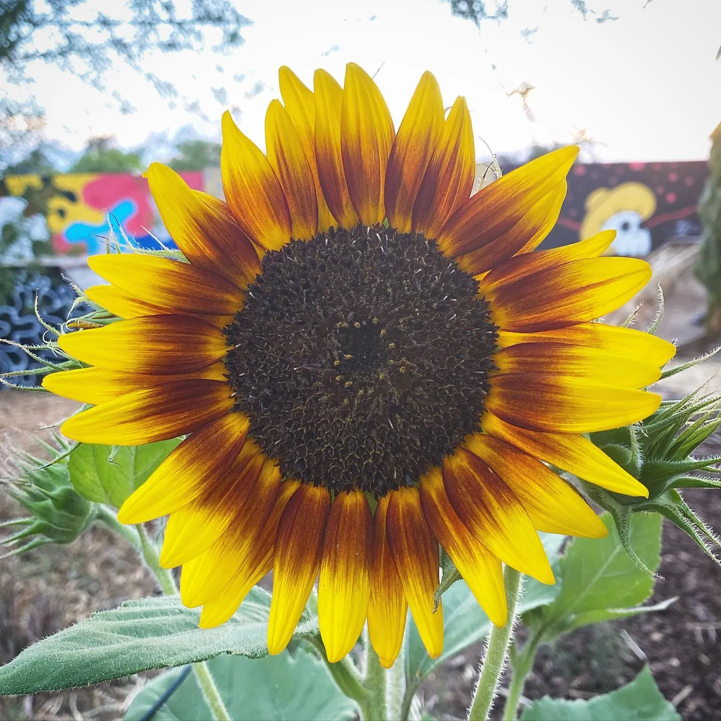 A vibrant sunflower with radiating golden yellow petals and a dark, textured center fills the frame, contrasted by large green leaves and a soft, colorful background.