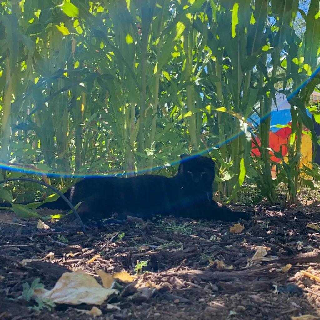 A black cat lies in dark, textured soil before dense, vertical green stalks; bright sunlight streaks cross the scene, revealing a colorful object behind the foliage.