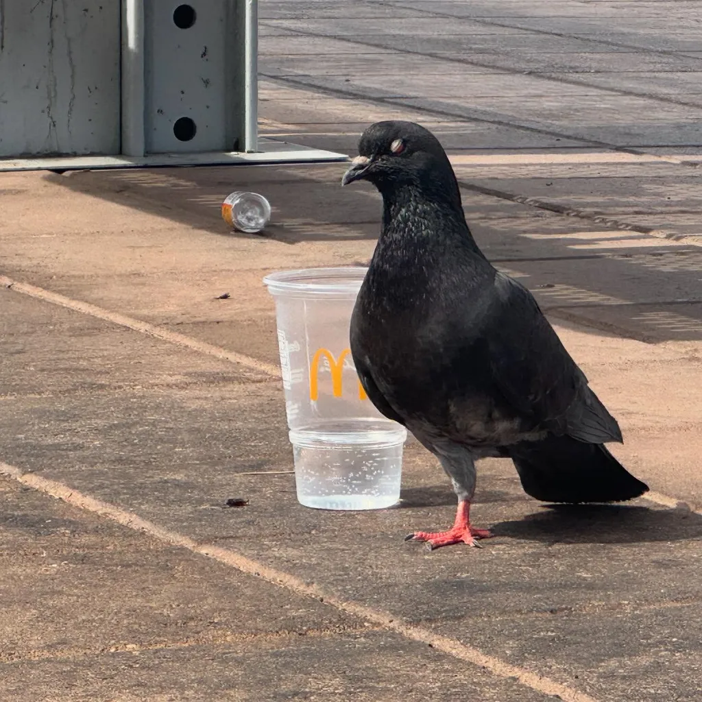 A dark gray pigeon stands on rough concrete pavement, positioned near several empty translucent cups and a large, light gray vertical structure.