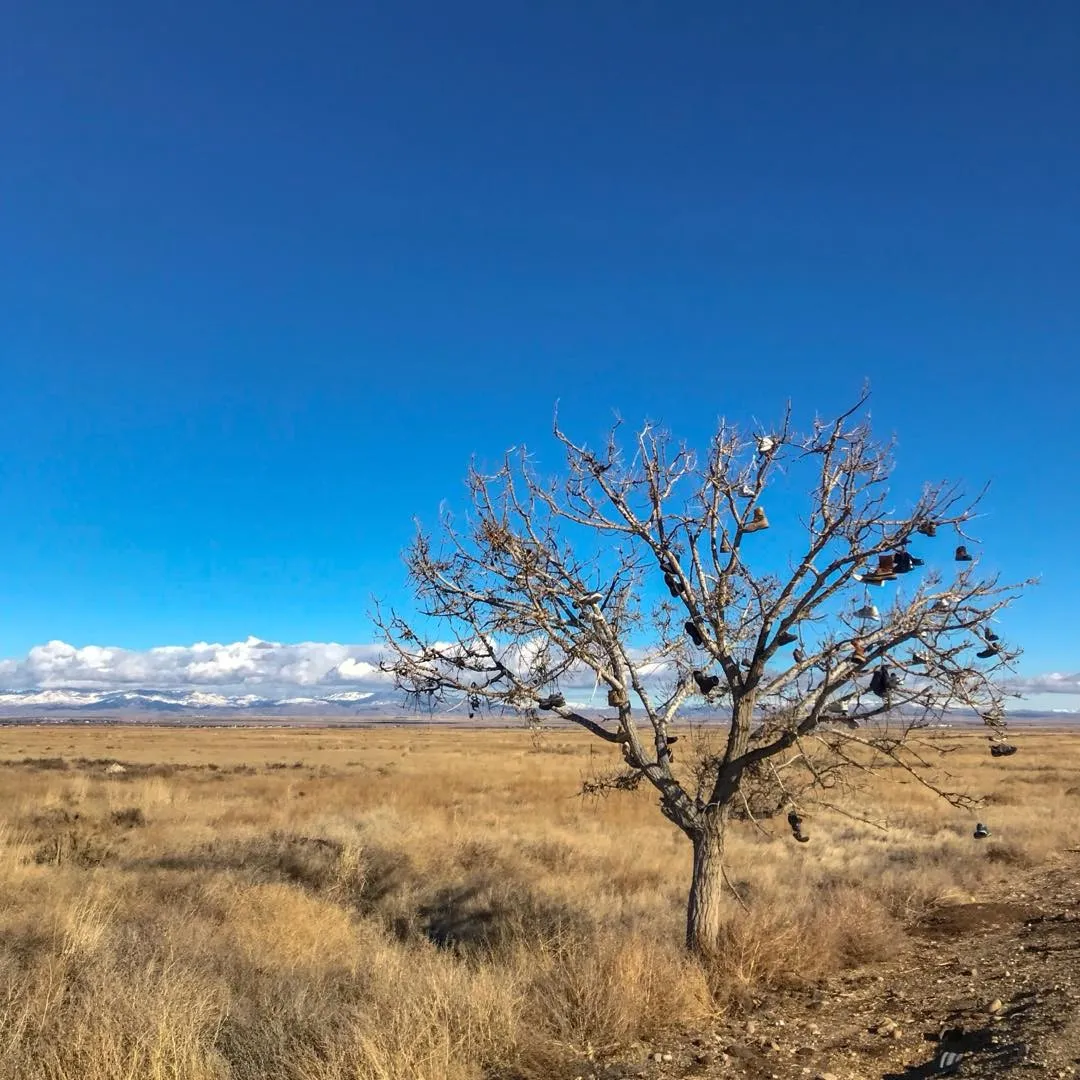 A skeletal tree with dark birds perched on its branches dominates the foreground of a vast, arid landscape of yellow-brown grass under a brilliant blue sky.