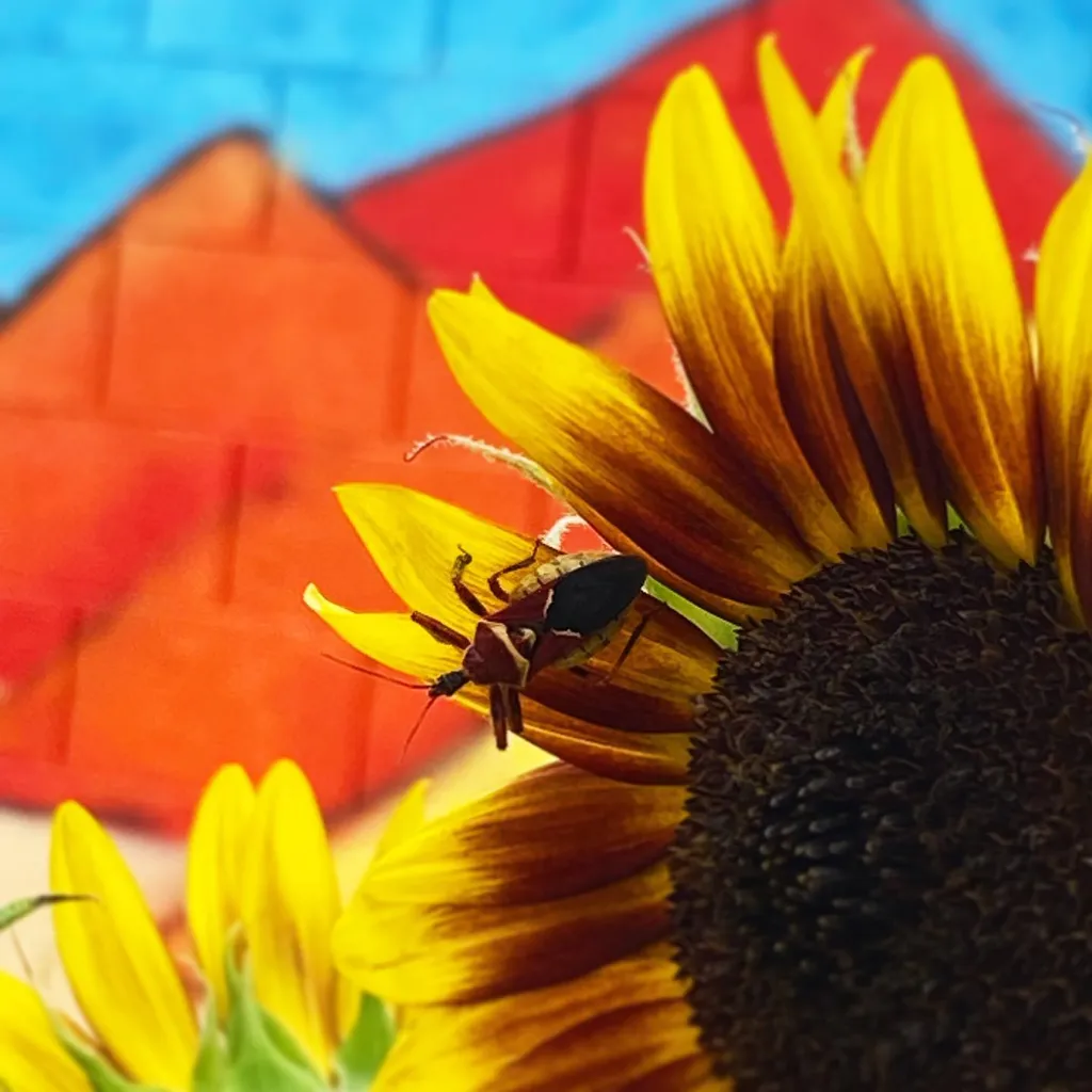 Close-up of bright yellow sunflowers with two small insects, contrasting sharply against a background composed of large, geometric blocks of red, orange, and blue.