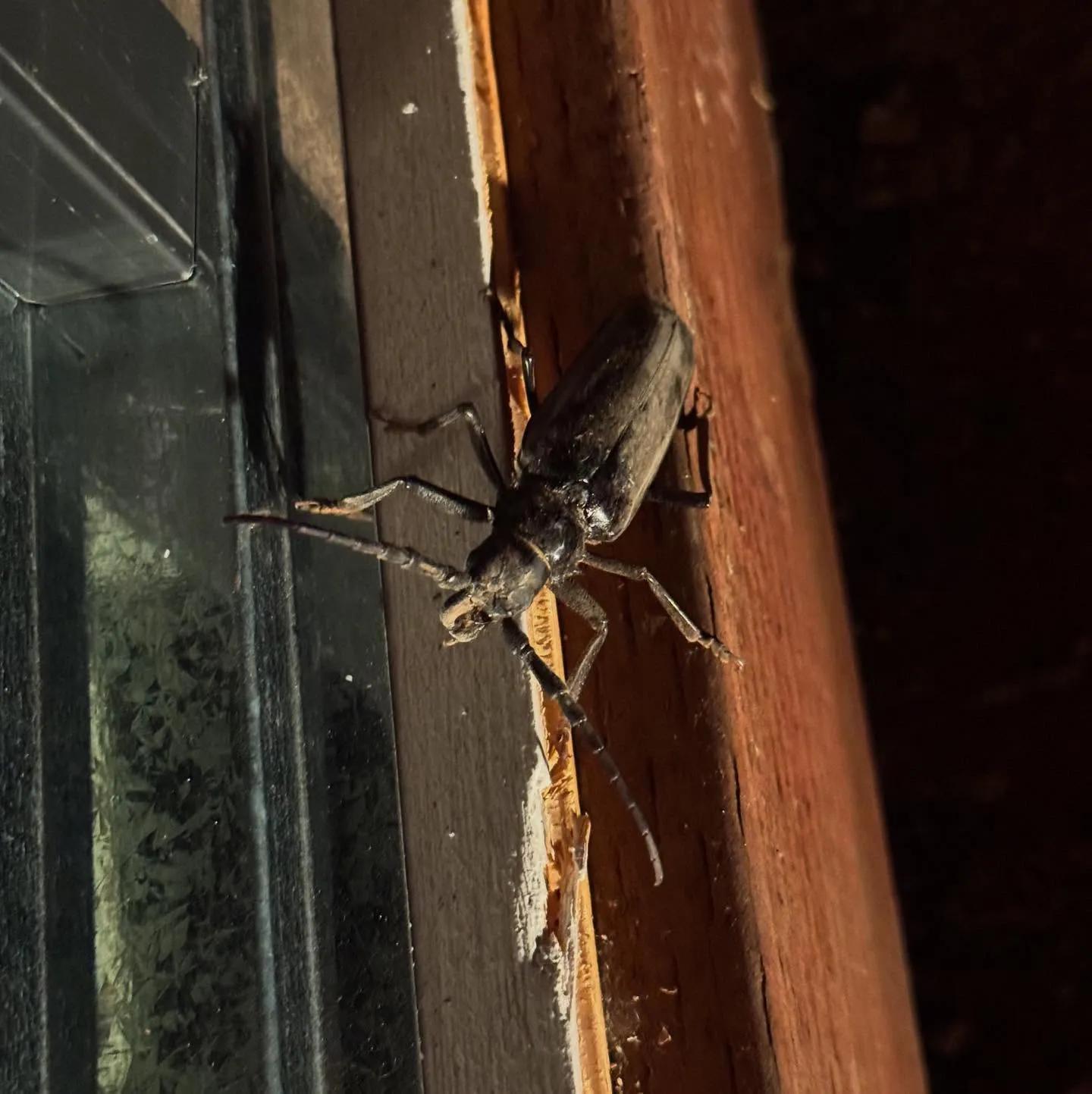 Two dark, segmented insects are positioned on a rough, reddish-brown wooden window sill, contrasting with the smooth, reflective glass to the left and a deep shadow background.