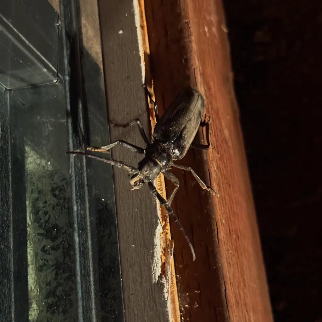 Two dark, segmented insects are positioned on a rough, reddish-brown wooden window sill, contrasting with the smooth, reflective glass to the left and a deep shadow background.