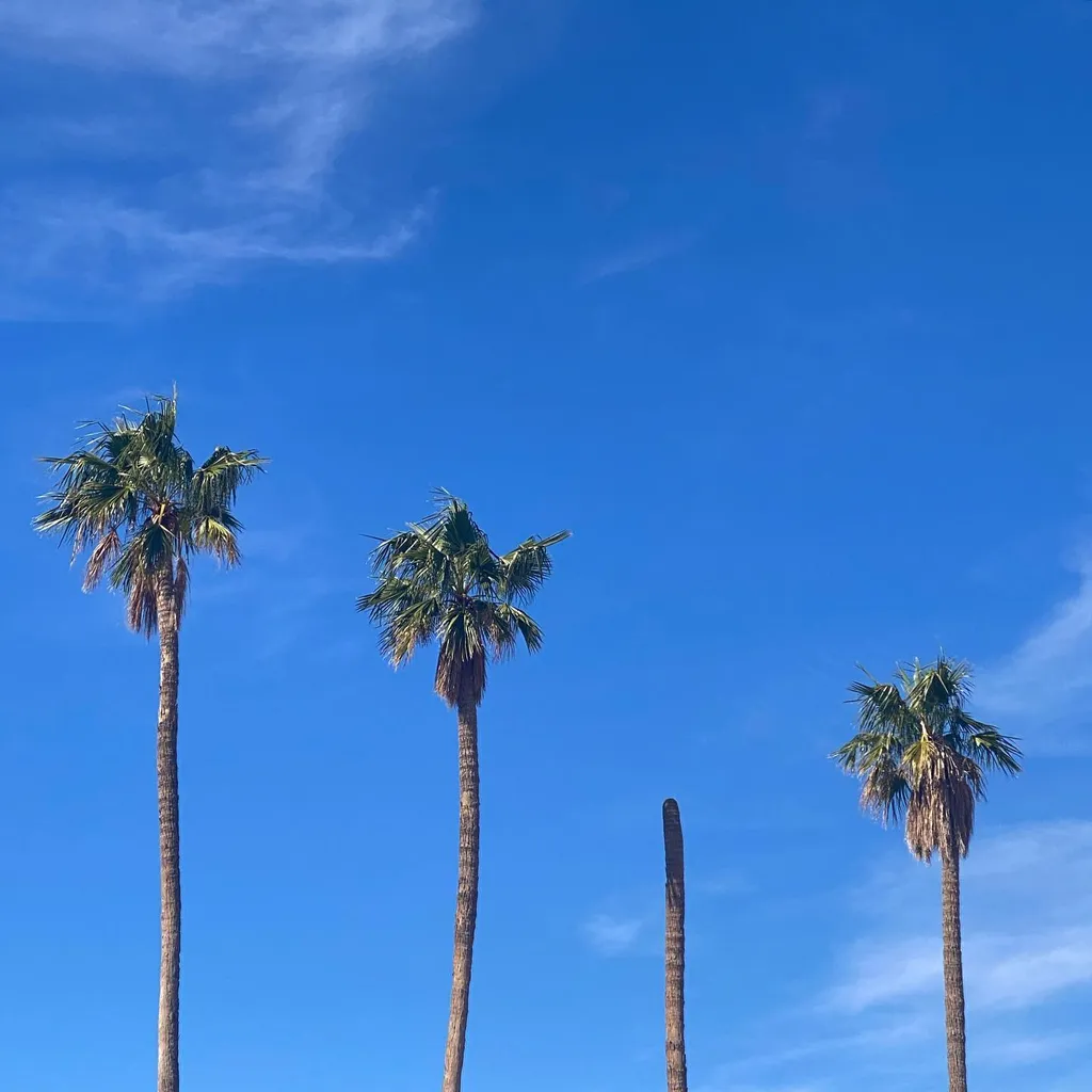 Against a deep blue sky with scattered white clouds, three palm trees rise, featuring textured brown trunks and lush green fronds.
