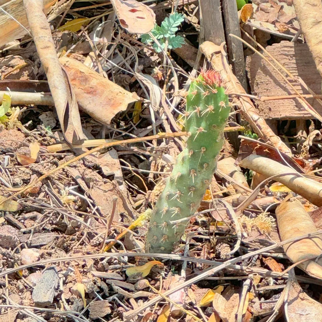 A vibrant green cactus with visible spines grows among dry, tan earth, scattered brown leaves, and pieces of weathered lumber.