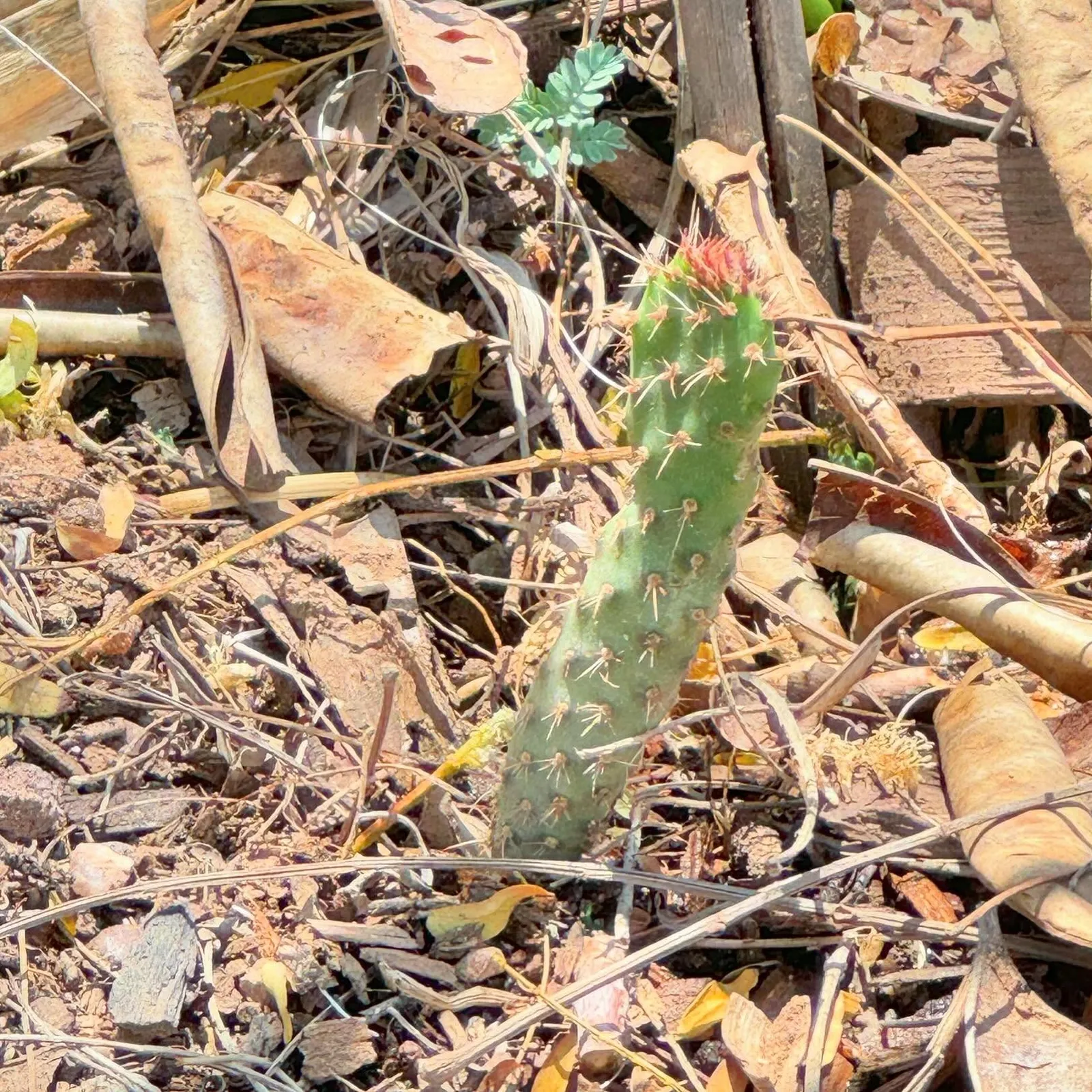 A vibrant green cactus with visible spines grows among dry, tan earth, scattered brown leaves, and pieces of weathered lumber.