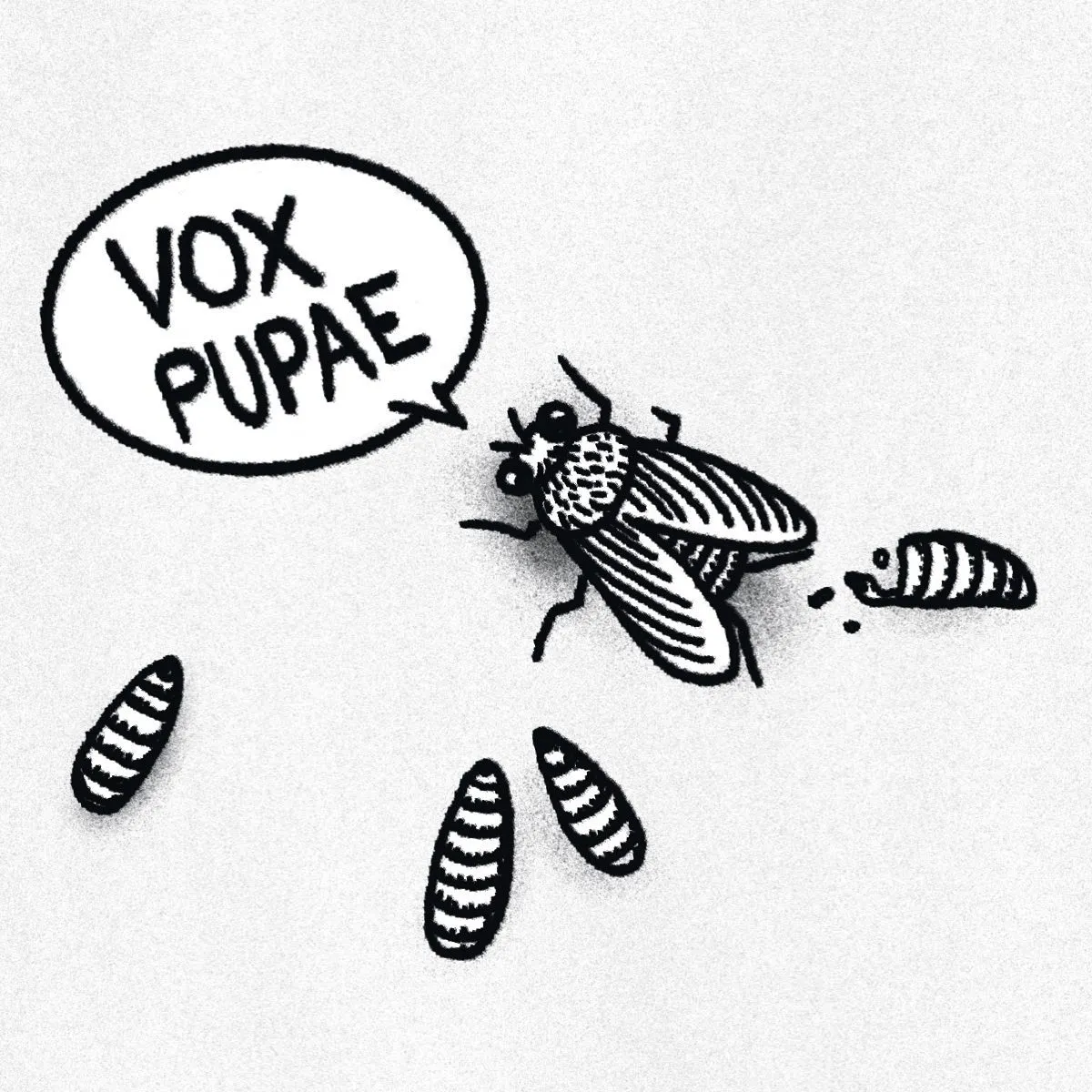 A black line drawing features a cartoon fly and several striped, oval pupae, with a speech bubble containing the text VOX PUPAE.