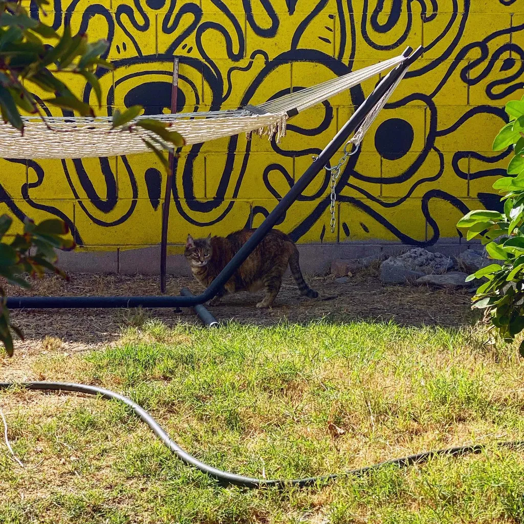 A cat stands before a bright yellow wall patterned with bold black abstract shapes, while a woven net hangs from diagonal supports over patchy green grass and dark hoses.