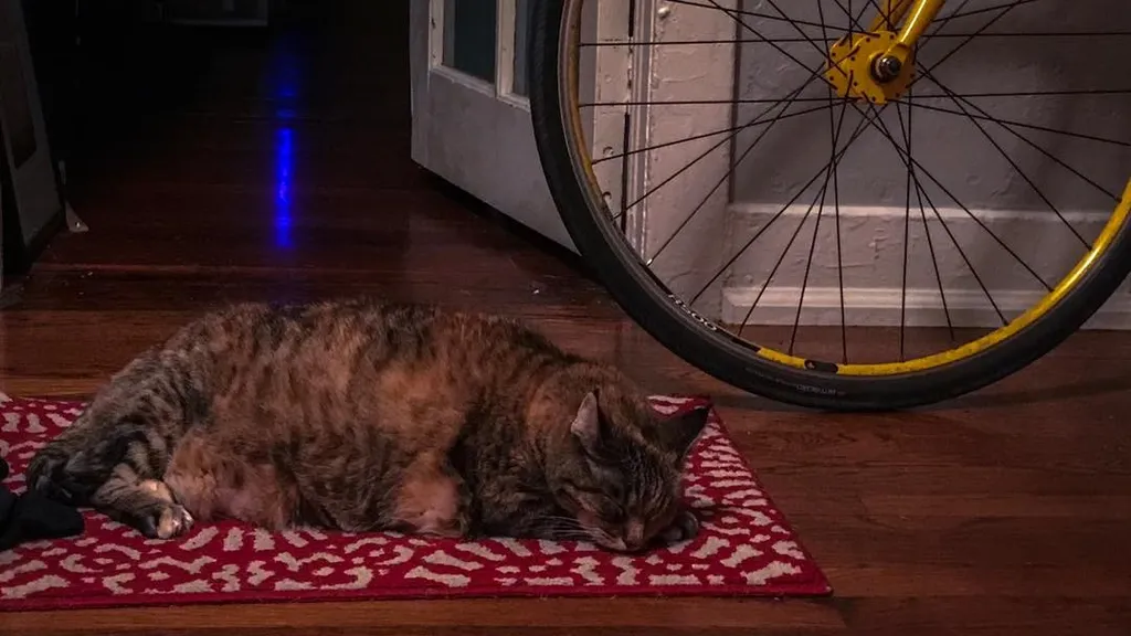 A large brown cat lies on a red patterned mat on a dark wooden floor, positioned near the spokes and yellow rim of a bicycle wheel.