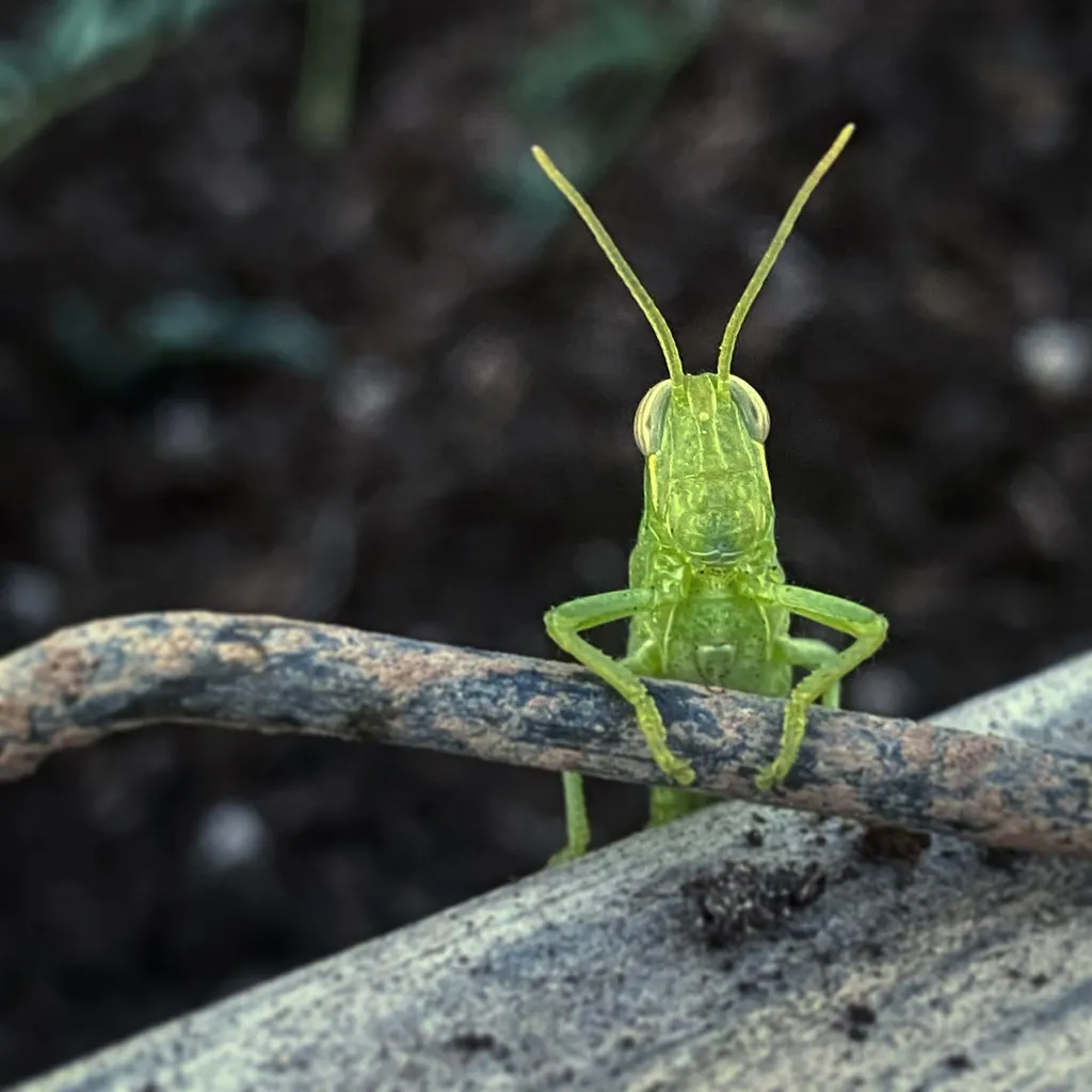 A bright lime green insect with long antennae rests on a rough, brown stick crossing a mottled gray surface, set against a dark, blurry background of soil and foliage.