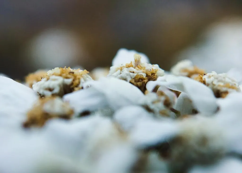 A shallow depth-of-field close-up shows white, layered petals scattered with rough, clumped brown and tan material against a dark, blurred background.