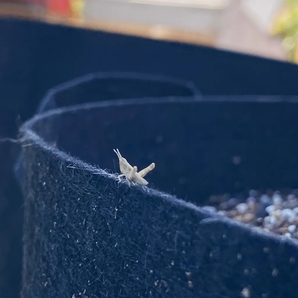 A small, pale creature rests on the rough, dark lip of a container filled with gravel and soil, set against a soft, blurred background.