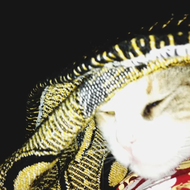 A white cat's face emerges from a richly patterned shawl featuring yellow, black, and cream geometric stripes, set against a solid black background.