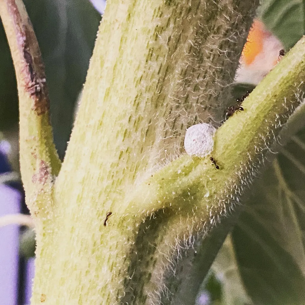 A close-up view of fuzzy, light green plant stems intersecting, featuring small white clusters and several dark insects crawling on the textured surface.