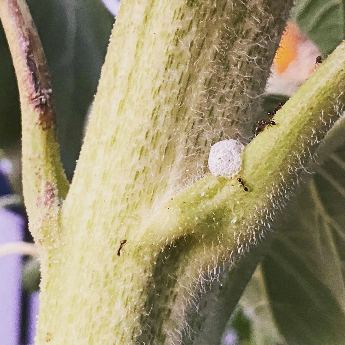 A close-up view of fuzzy, light green plant stems intersecting, featuring small white clusters and several dark insects crawling on the textured surface.
