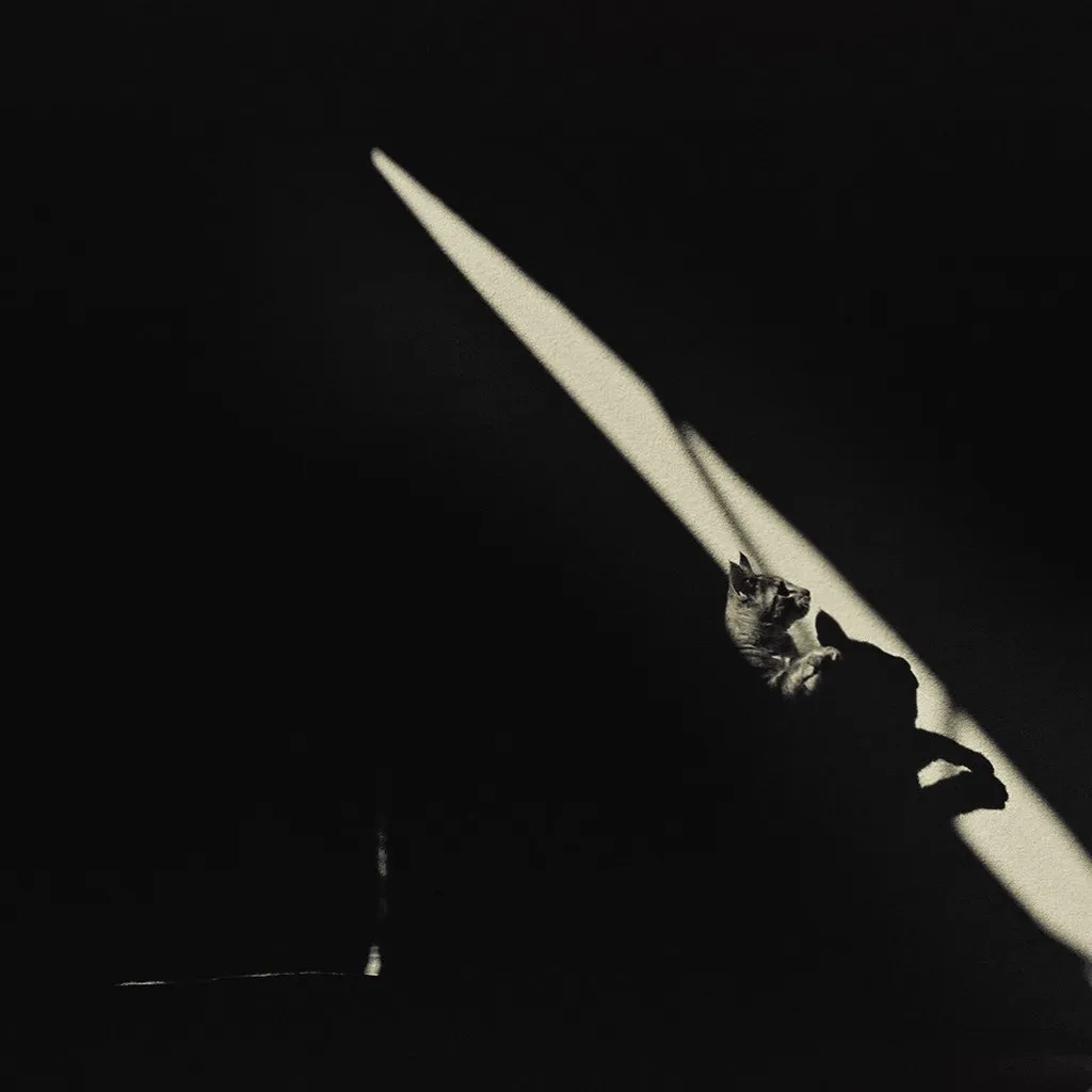 A cat is visible in the lower right quadrant, illuminated by a sharp diagonal beam of sunlight that cuts across the deep shadows.