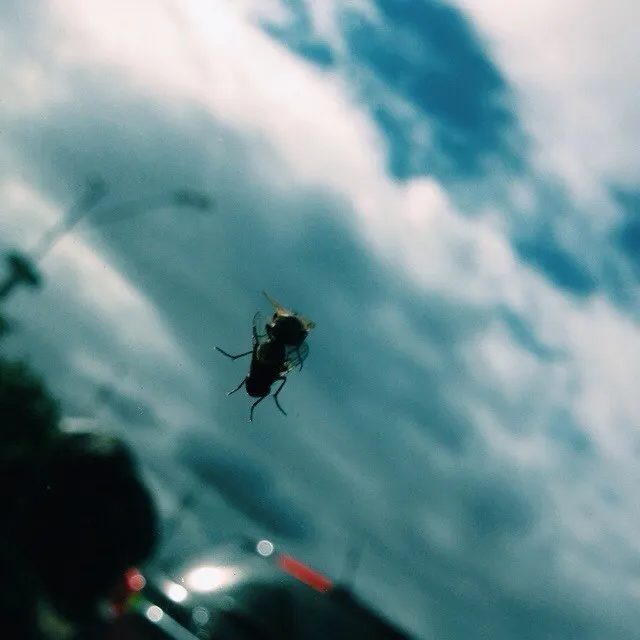 A small insect flies against a dramatic sky of deep blues and whites, dominated by streaky, high-contrast clouds, while a dark, blurry foreground occupies the bottom edge.