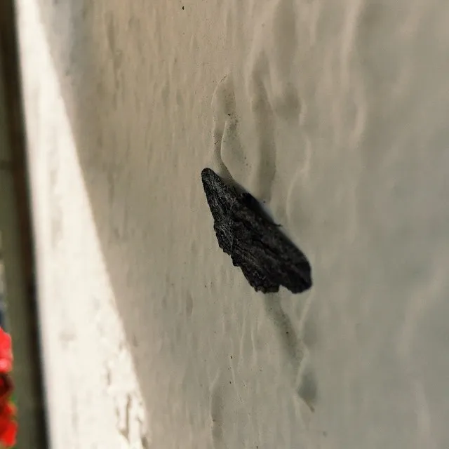 A small, irregular, black fibrous object rests on a light gray, matte wall surface, with a corner visible along the left edge.