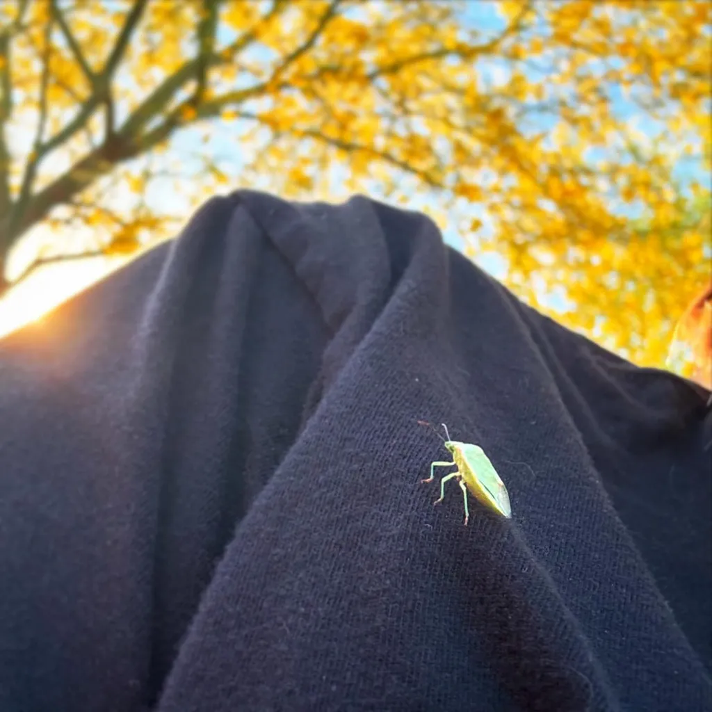 A small, bright green insect rests on folded dark fabric, framed by a blurred background of golden yellow foliage and blue sky.