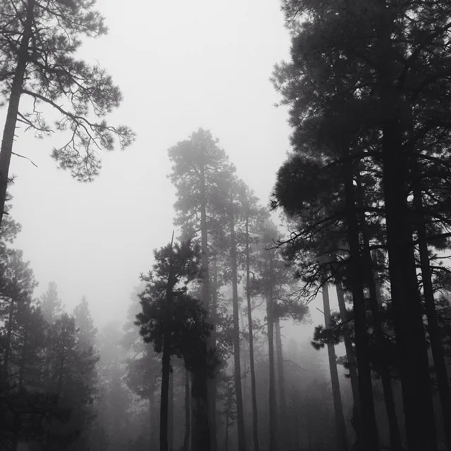 A vertical forest scene featuring dark, towering trees shrouded in thick, bright fog, with visible branches on the left contrasting the deep shadows.