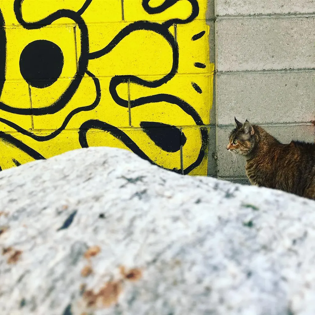 A brown cat rests behind a blurry, mottled rock in the foreground, looking toward a bright yellow wall painted with thick black abstract shapes next to a gray tiled wall.