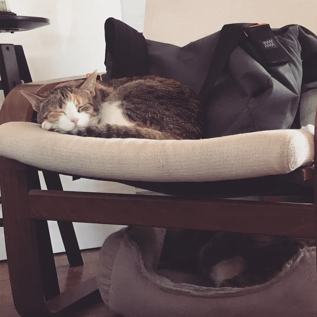 A tabby cat sleeps on a cream cushion of a wooden chair, positioned in front of a dark backpack, with a second animal visible in a pet bed below.