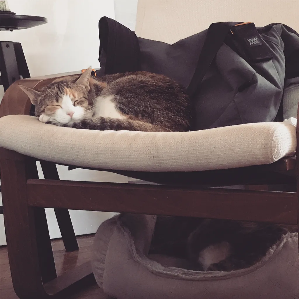 A tabby cat sleeps on a cream cushion of a wooden chair, positioned in front of a dark backpack, with a second animal visible in a pet bed below.