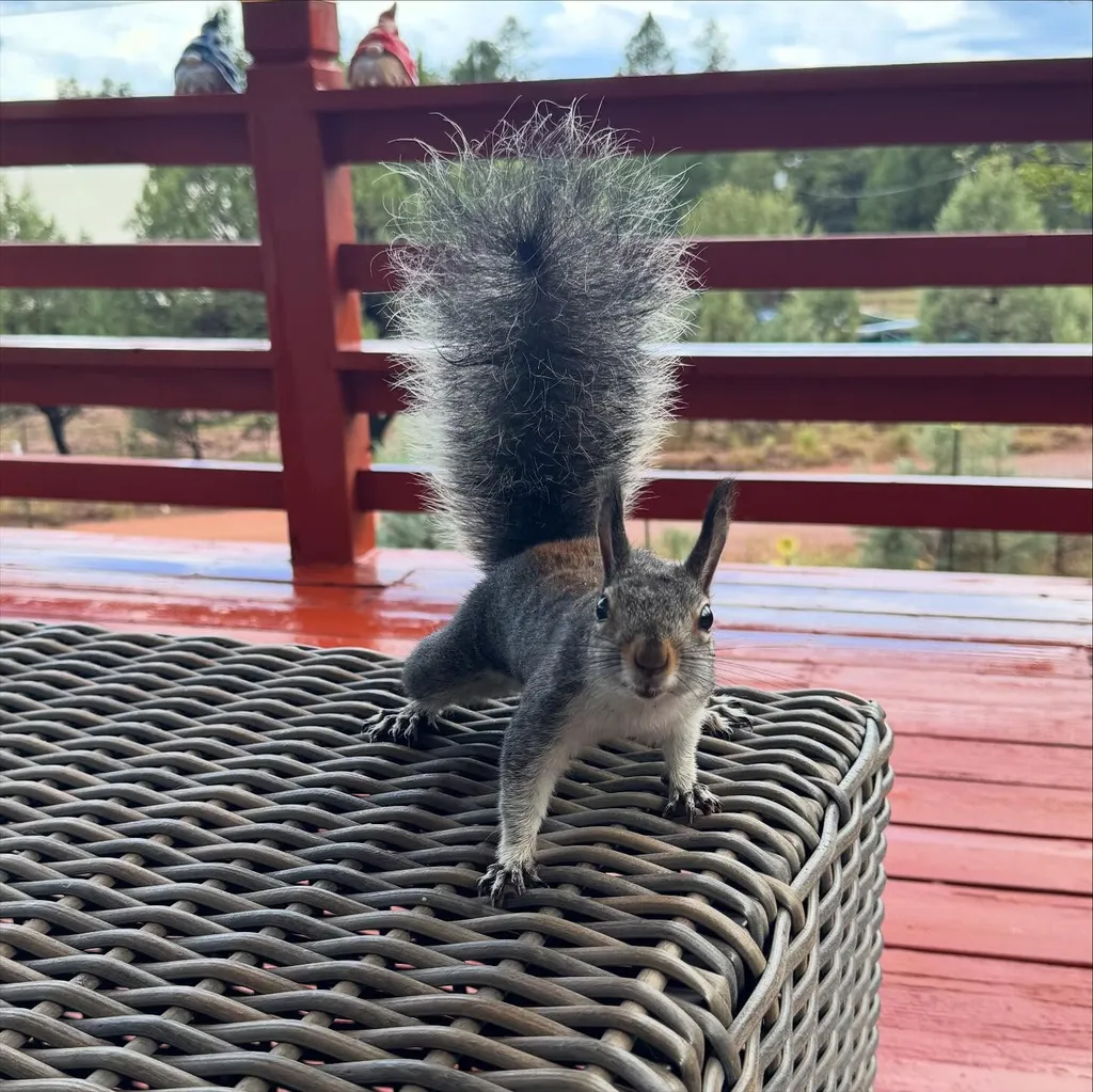 A fluffy grey squirrel with a large, bushy tail sits on a woven wicker chair on a red wooden deck overlooking green trees and a cloudy sky.