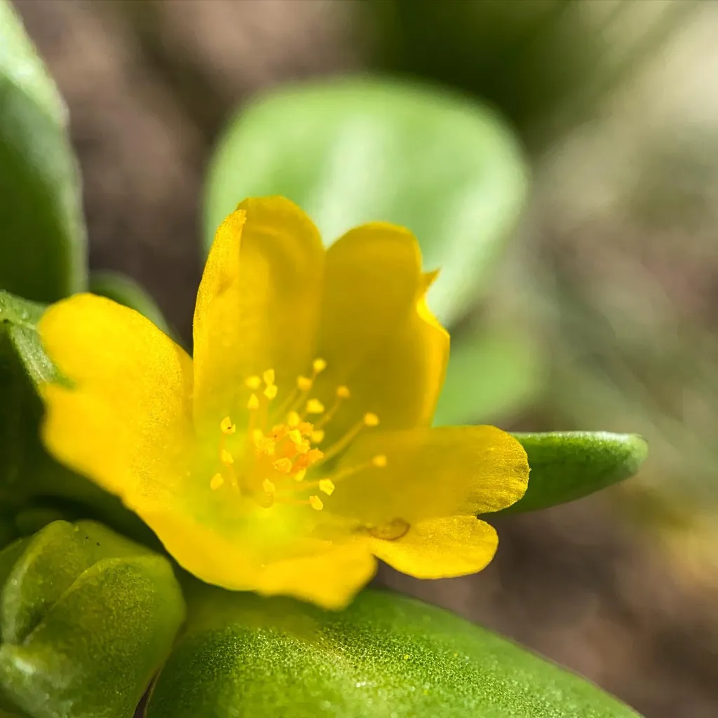 A vibrant yellow flower with visible stamens is framed by glossy, deep green, fleshy leaves and buds, set against a soft, blurred background of muted greens and browns.