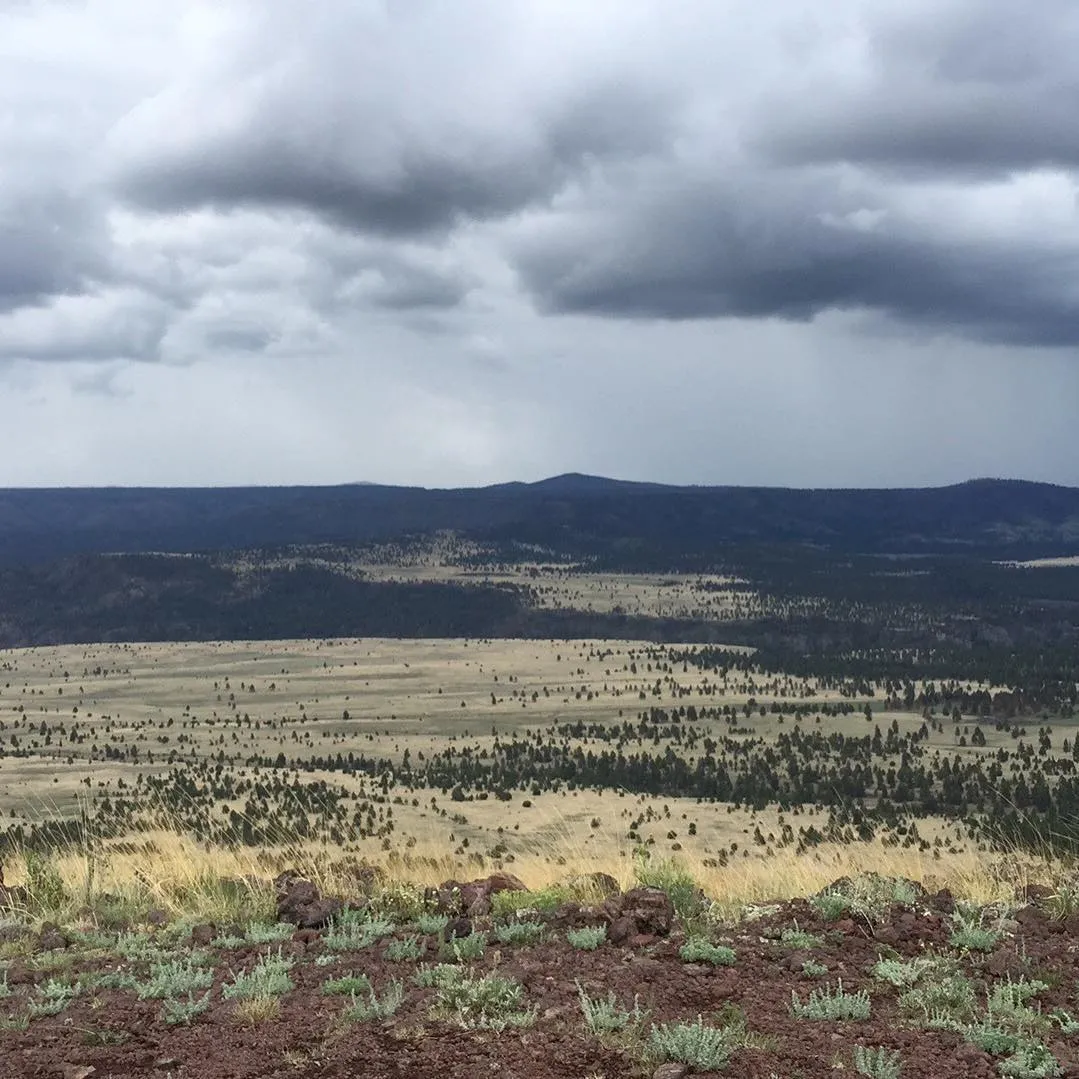 A wide, horizontal landscape shows a foreground of dark, textured earth leading to a vast field of tan grass and scattered dark trees beneath a heavy, layered sky of grays and whites.