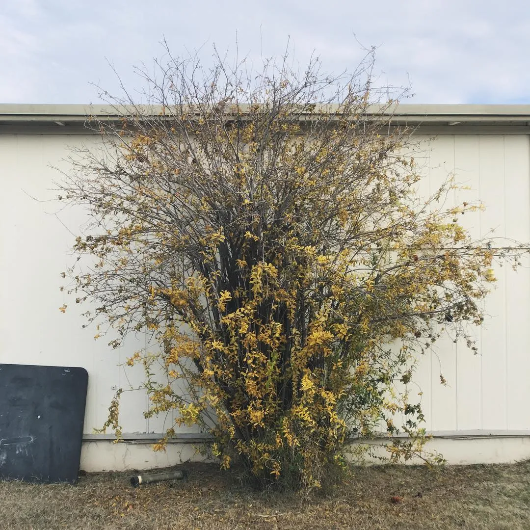 A dense, tangled shrub with yellowing leaves and numerous bare brown branches dominates the foreground against a smooth, white building wall and patchy ground.