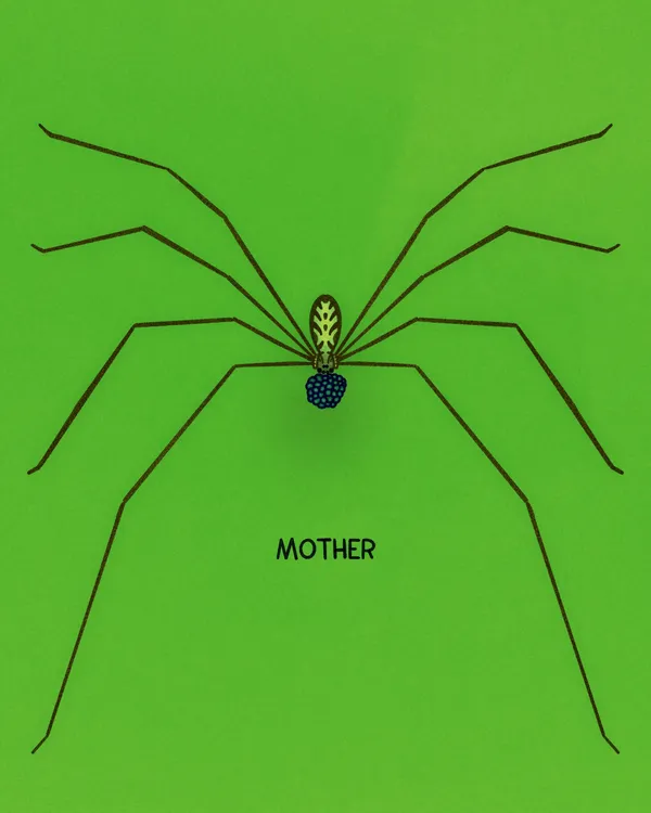 A symmetrical, dark brown spider with a blue and yellow body is centered on a solid lime green background, with the word MOTHER written above and below it.