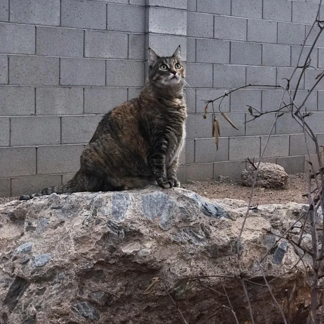 A striped tabby cat sits on a jagged, brown rock formation against a light gray cinder block wall, with dry branches visible in the lower right.