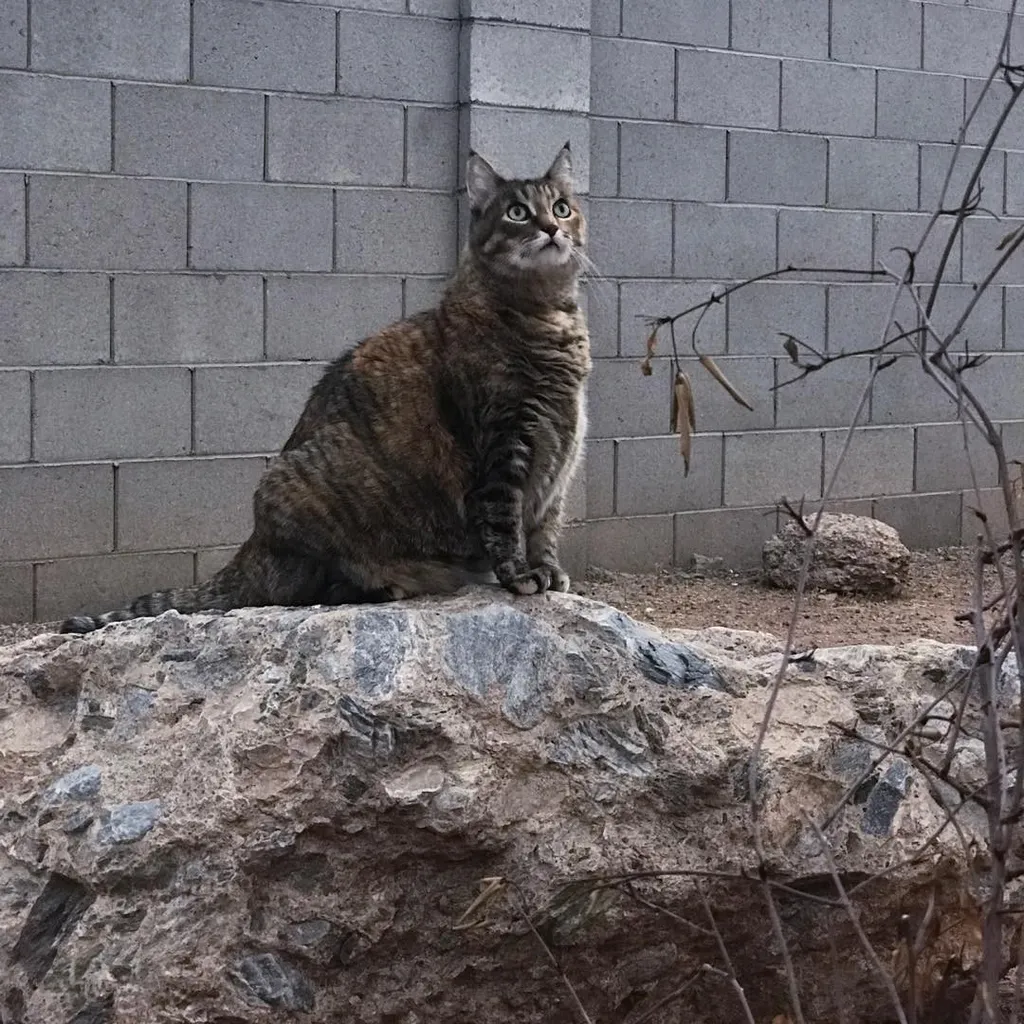 A striped tabby cat sits on a jagged, brown rock formation against a light gray cinder block wall, with dry branches visible in the lower right.