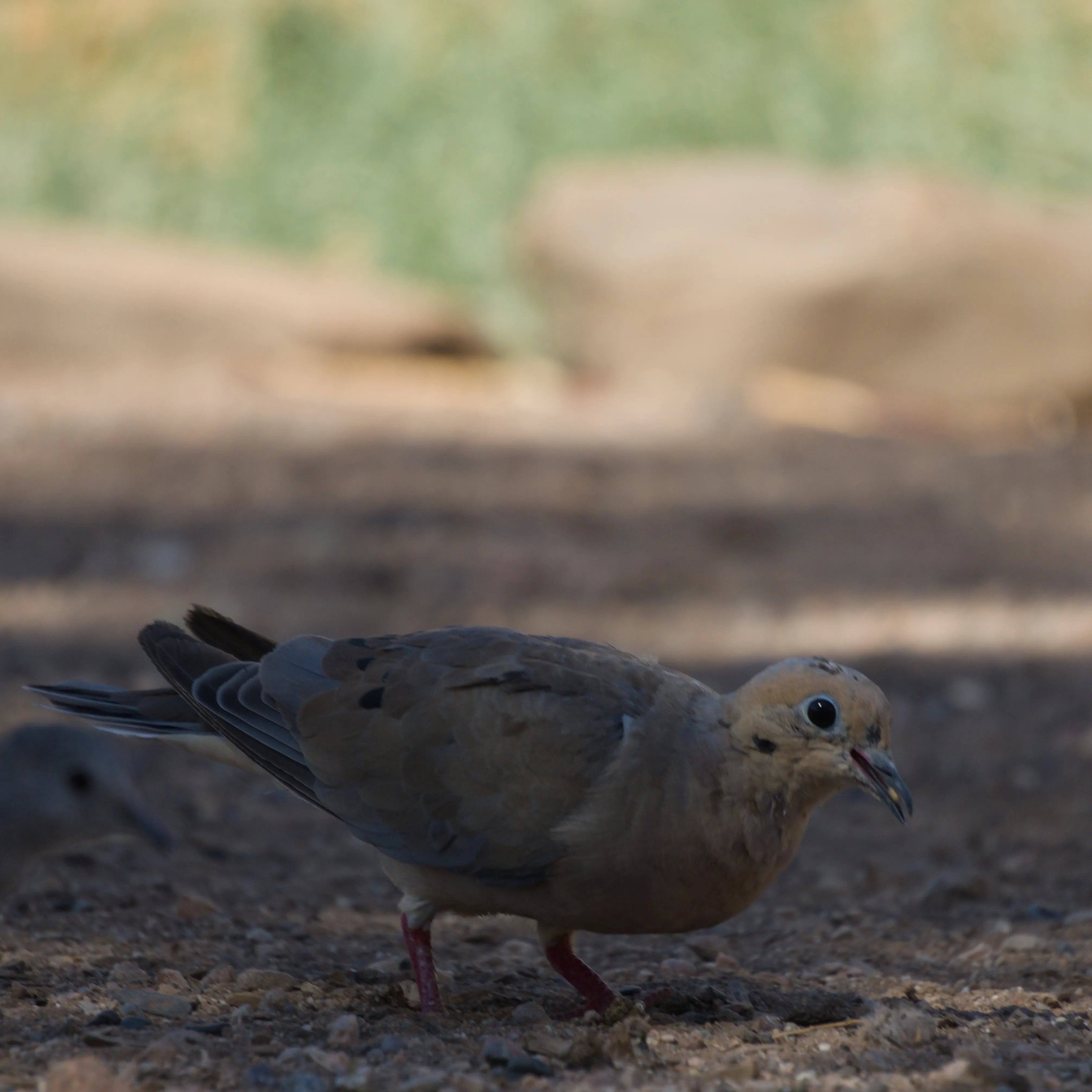 A lil mourning dove tasting a tiny seed it found on the ground.