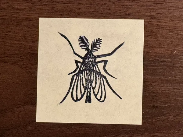 A detailed black ink drawing of an insect, positioned centrally on light paper, featuring prominent antennae, segmented legs, and a body rendered with fine lines and cross-hatching.