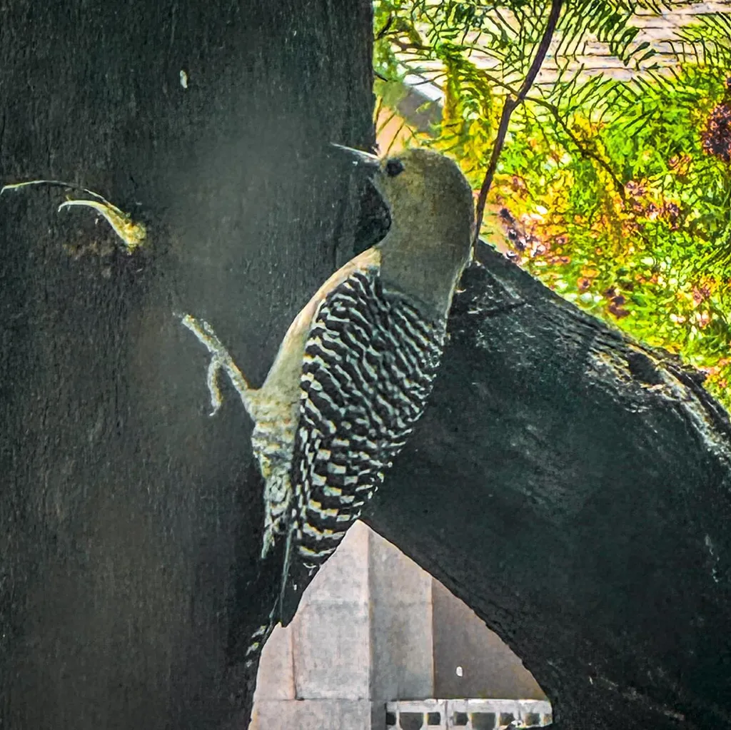 A streaked brown and black bird perches on a dark, vertical surface, contrasting sharply with the vibrant green and yellow foliage visible in the background.