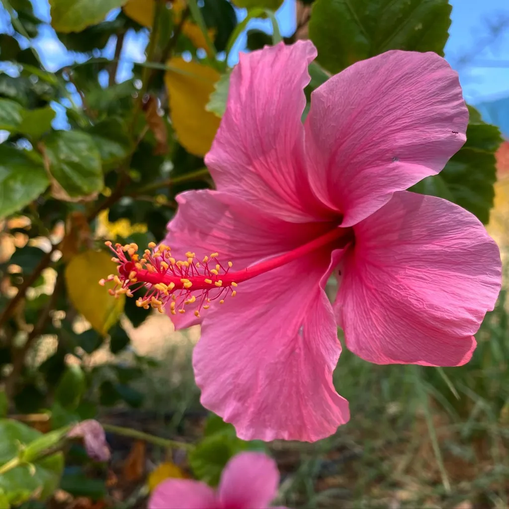 Vibrant pink hibiscus flower with visible red stamens and yellow anthers is framed by deep green foliage and bright blue sky, dominating the composition.