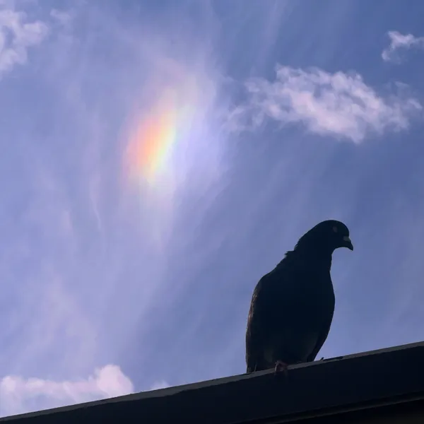 A pigeon standing on the edge of the roof against a blue sky that has a few clouds and a sundog.