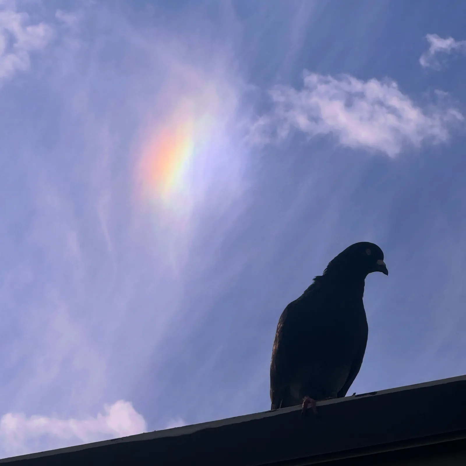 A pigeon standing on the edge of the roof against a blue sky that has a few clouds and a sundog.