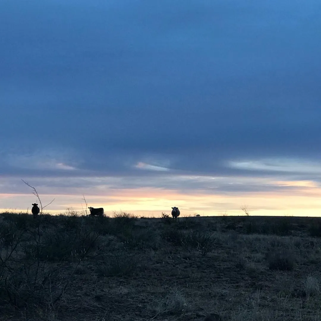 Deep blue and gray clouds dominate the upper sky, meeting a band of soft pink and orange at the horizon, above a dark, scrubby field where several animal silhouettes stand.