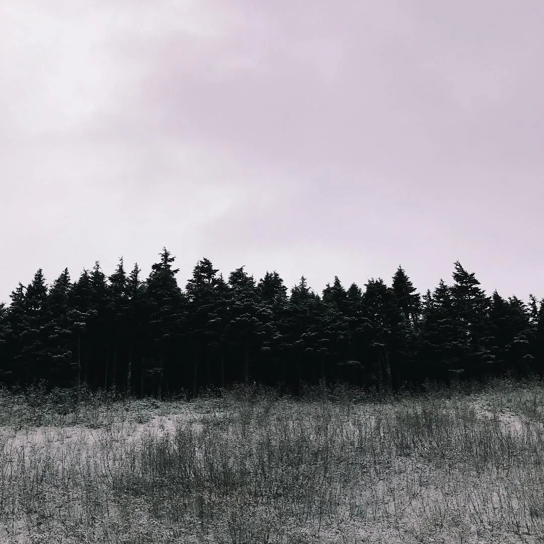 A stark landscape composition featuring a dense row of dark trees beneath a pale, cloudy sky, with a foreground of textured, tall grasses.