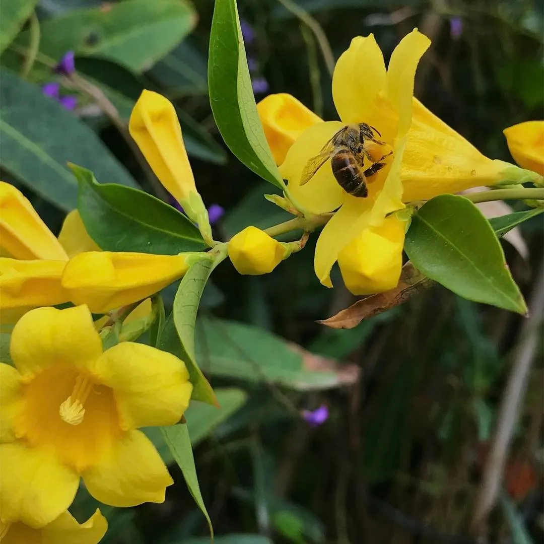 A bee rests on a bright yellow flower cluster surrounded by deep green leaves, set against a dark, blurred background.