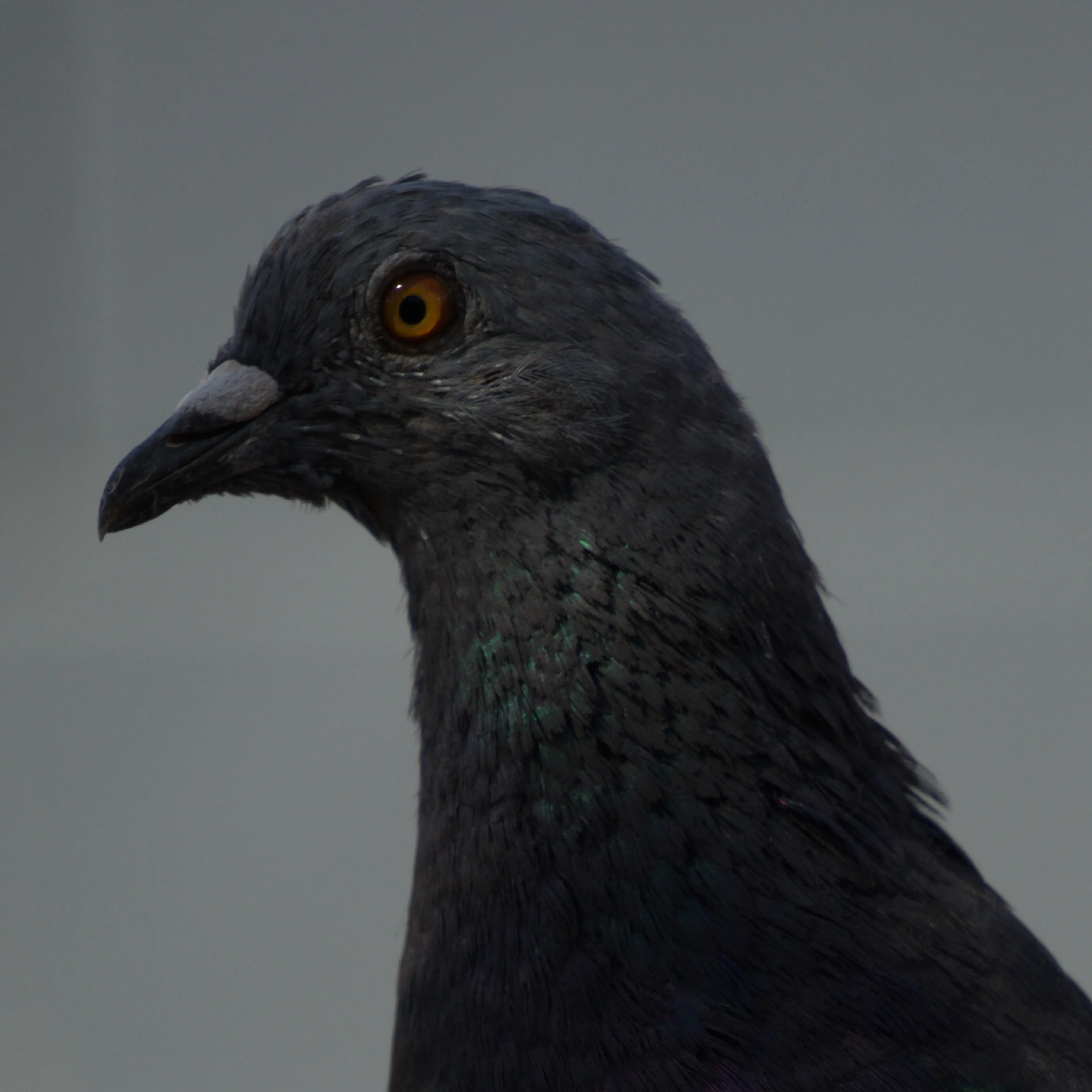 A profile of a pigeon looking to the left with the sun highlighting the feathers and area around its eye.