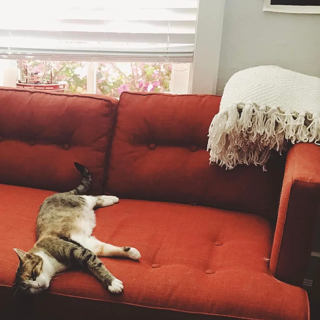 Two cats rest on a tufted reddish-orange sofa, positioned in front of a bright window; a fringed white throw blanket covers the back cushions.